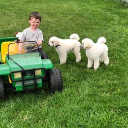Poodle Puppies from D and D Standard Poodles