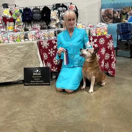 Australian Cattle Dogs from Scrappington Kennels