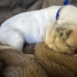 Franklin Jonas - White and black male Dalmatian puppy in Fort Cavasos, Texas from Mainstreet Dalmation