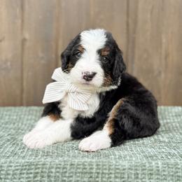 Hook - Tri-color male Bernedoodle puppy in Bellville, Ohio from Bernedoodle Buddies