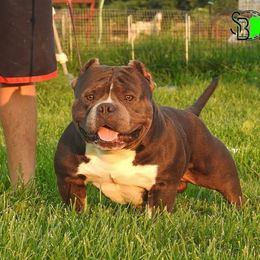 Goose - American Bully