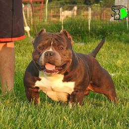 Goose - American Bully