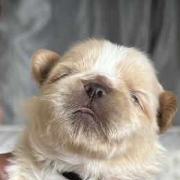 Maltese, Pomeranian, Shih Tzu, and Yorkshire Terrier Puppies from Gibbs Gorgeous Paws LLC