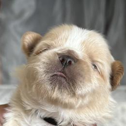 Maltese, Pomeranian, Shih Tzu, and Yorkshire Terrier Puppies from Gibbs Gorgeous Paws LLC