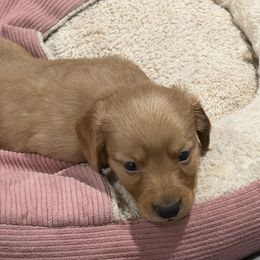 Tuffnut - Fawn (Isabella) male Dachshund puppy in Wesley Chapel, Florida from Russell Lee Overton