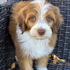 Peppermint Patty - female Australian Mountain Doodle puppy in Hooper, Utah from Saltwater Doodles