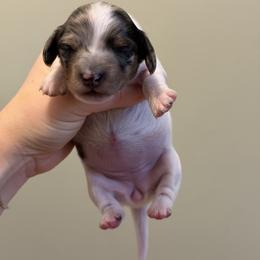 Jelly Bean - Dapple female Dachshund puppy in Paw Paw, Michigan from Mulberry Meadow Farms