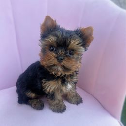 Bentley - Black and tan male Yorkshire Terrier puppy in Surprise, Arizona from Enchanted Yorkies