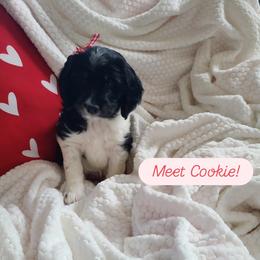 Cookie - Black and white female Bernedoodle puppy in Brigham City, Utah from Prairie Rose Doodles
