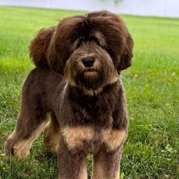 Tango - Australian Labradoodle