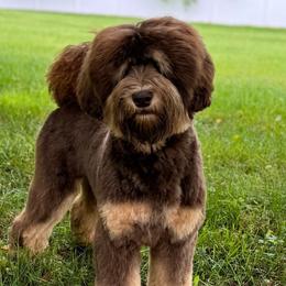 Tango - Australian Labradoodle