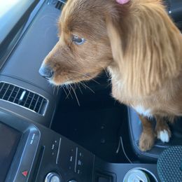 Cavapoo All Grown Up from Molly’s Babies