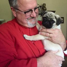 Pug Puppies from Pickwick Pugs