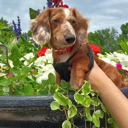 Winnie - Dachshund