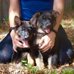 German Shepherd puppies from RoyalWork K9