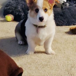 American Corgi and Pembroke Welsh Corgi Puppies from Elk Ridge Corgis