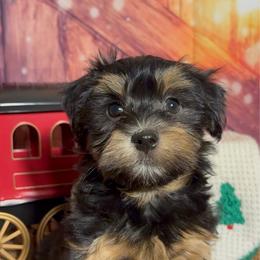 Baltazar - Black and tan male Havanese puppy in Clermont, Florida from Country Sweet Havanese and Creative Coaching