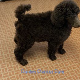 Poodle Puppies from PaintersPreciousPoodles