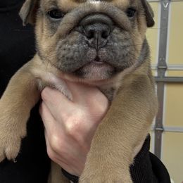 Mickey - Red and white male Bulldog puppy in Topeka, Kansas from Midwest Monster Made Bulldogs
