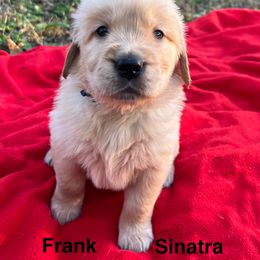 Frank Sinatra - Blue Collar - Golden male Golden Retriever puppy in Meriden, Kansas from Sunkissed Retrievers