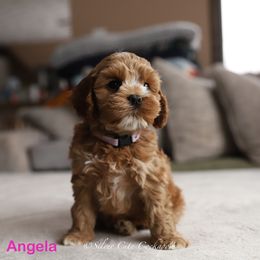 Angela - Red female Cockapoo puppy in Canastota, New York from Silver City Cockapoos