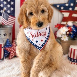 Girl 1 - Cream female Goldendoodle puppy in Aurora, Illinois from Chicago Goldendoodles