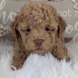 Kookie (Female) - Chocolate male Havapoo puppy in Burlington, Iowa from River View Puppies