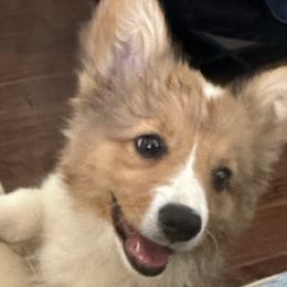 American Corgis and Cardigan Welsh Corgis from BeauCoup Corgis