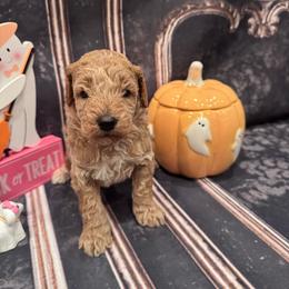 Boy 1 - Apricot male Goldendoodle puppy in Bucyrus, Missouri from Hill Top Pomskies