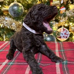Prancer - Chocolate female Labradoodle puppy in Candler, North Carolina from Maple Bakin’ Doodles