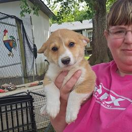 Pink Boy 5 - White and fawn male Pembroke Welsh Corgi puppy in Orange, Virginia from CL&L Corgi's
