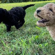 Bordoodles and Poodles from Poo's Doo's & Inu's