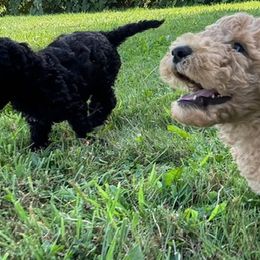 Bordoodles and Poodles from Poo's Doo's & Inu's