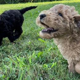 Bordoodles and Poodles from Poo's Doo's & Inu's