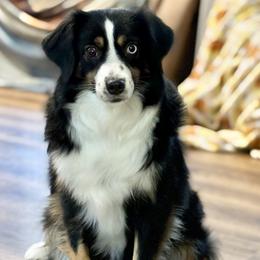Ivy - Miniature Australian Shepherd