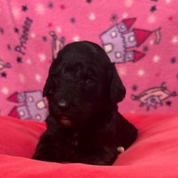 Nyx - Black female Poodle puppy in Petal, Mississippi from Petal Poodles