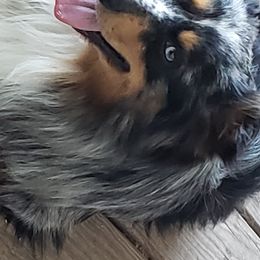 Miniature Australian Shepherds from K-9 On The Ridge