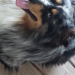 Miniature Australian Shepherds from K-9 On The Ridge