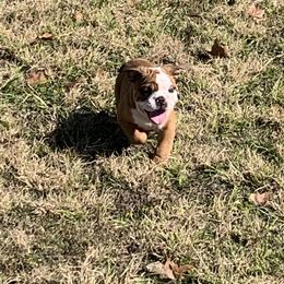 Bulldog Puppies from Kandyland Bulldogs