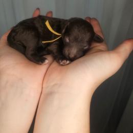 Girl 3 - Brown and white female Cockapoo puppy in Fort White, Florida from Jade