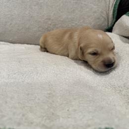 Donner:Brown collar - Golden male Golden Retriever puppy in Monterey, Tennessee from Lawson’s Green Acres Goldens and Mini Dachshunds