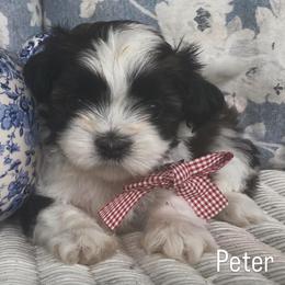 Peter - Brindle and white male Shih Tzu puppy in Jasper, Georgia from Tiny Bubbles Shih Tzus