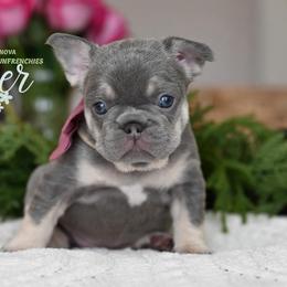 JUNIPER 4500 - Tricolors female French Bulldog puppy in Blue Ridge, Texas from Beason’s HomeGrown Frenchies
