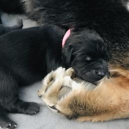 Tibetan Mastiff Puppies from Wanderlust Tibetan Mastiffs