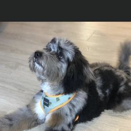 Aussiedoodle Puppies from Johnson’s Highland Pride Aussiedoodles