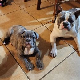 Tucker - French Bulldog