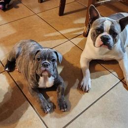 Tucker - French Bulldog