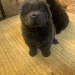Chow Chow Puppies from Darling Chows