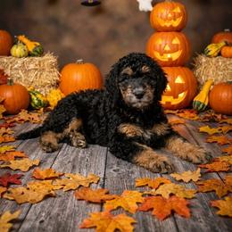Olive - AKC - Phantom female Poodle puppy in Haines City, Florida from Noelle Poodles