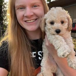 Aussiedoodle and Cockapoo Puppies from Ouachita River Cockapoos